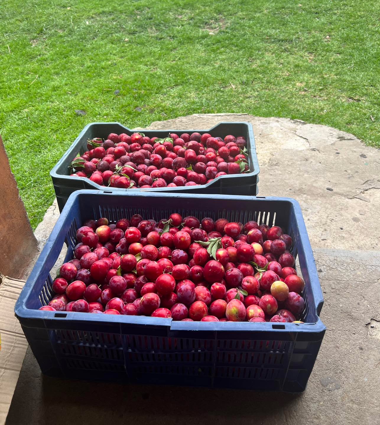 πThank you to a parent for donating these fresh plums for the children. π
πThank you to a parent for donating these fresh plums for the children. π